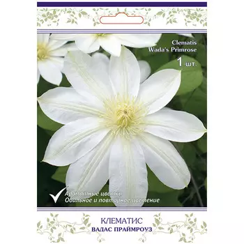 саженец Клематис крупноцветковый (капер) Вадас Праймроуз