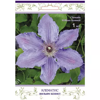 саженец Клематис крупноцветковый (капер) Вильям Кеннет
