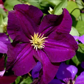 саженец Клематис крупноцветковый (капер) Виола