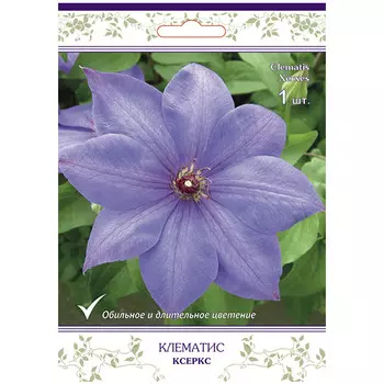 саженец Клематис крупноцветковый (капер) Ксеркс