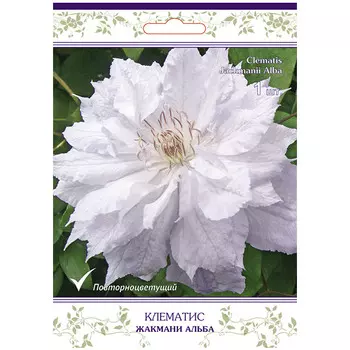 саженец Клематис крупноцветковый (капер) Жакмани Альба