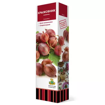 саженец Крыжовник Арлекин