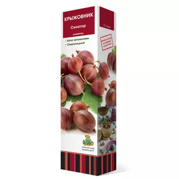 саженец Крыжовник Сенатор