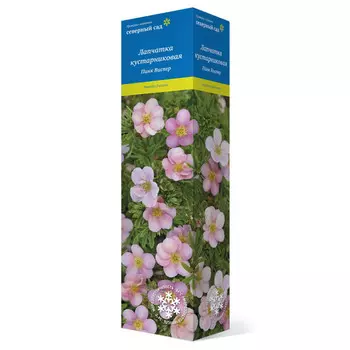 саженец Лапчатка кустарниковая (Серия Северный сад) Пинк Виспер