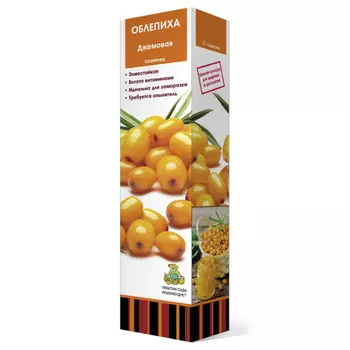 саженец Облепиха Джемовая