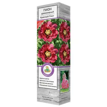 саженец Пион древовидный Красный лист