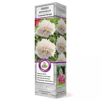 саженец Пион древовидный Снежная Пагода
