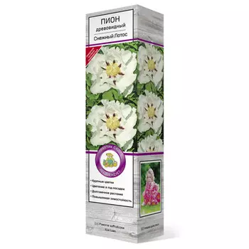 саженец Пион древовидный Снежный лотос