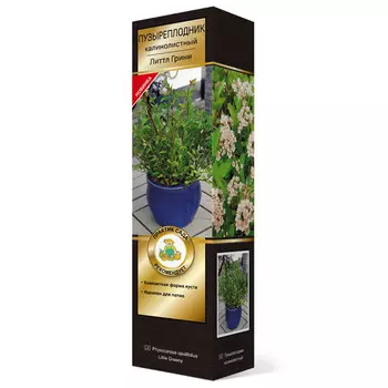 саженец Пузыреплодник калинолистный (Серия Патио) Люкс Литтл Грини