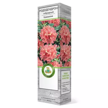 саженец Рододендрон гибридный Бразилия