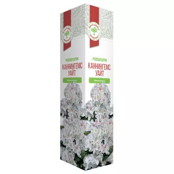 саженец Рододендрон Каннингемс Уайт 1шт