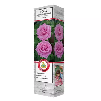 саженец Роза чайно-гибридная Аква