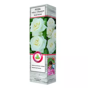 саженец Роза чайно-гибридная Анастасия