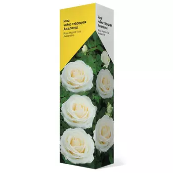 саженец Роза чайно-гибридная Аваланш