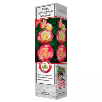 саженец Роза чайно-гибридная Дабл Делайт