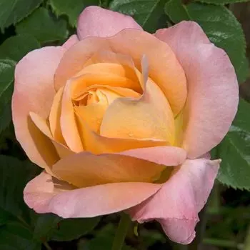 саженец Роза чайно-гибридная Изабель Отисье