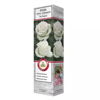 саженец Роза чайно-гибридная Ла Перла