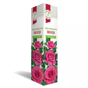 саженец Роза чайно-гибридная Ликарди 1шт