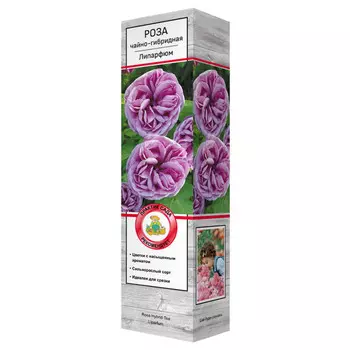 саженец роза чайно-гибридная Липарфюм