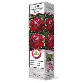 саженец Роза чайно-гибридная Люксор