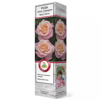 саженец Роза чайно-гибридная Мисс Пигги