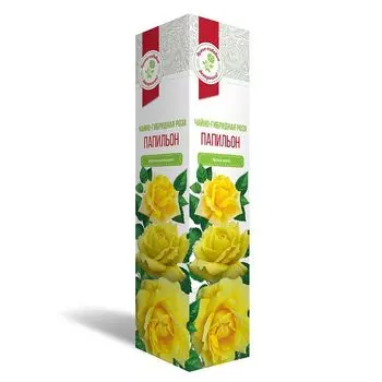 саженец Роза чайно-гибридная Папильон 1шт