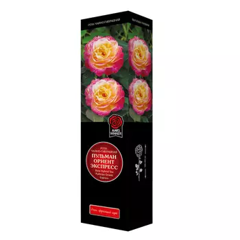 саженец Роза чайно-гибридная Пульман Ориент Экспресс