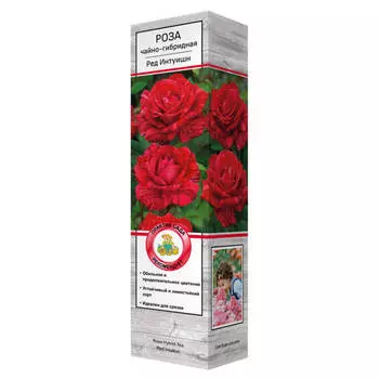 саженец Роза чайно-гибридная Ред Интуишн