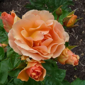 саженец Роза флорибунда Ханзештадт Росток