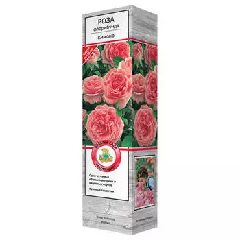 саженец Роза флорибунда Кимоно