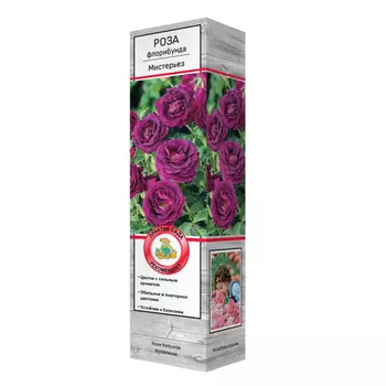 саженец Роза флорибунда Мистерьез