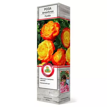 саженец Роза флорибунда Румба