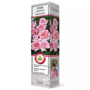 саженец Роза плетистая Компасион