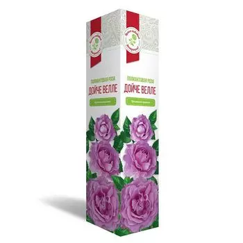 саженец Роза полиантовая Дойче Велле 1шт