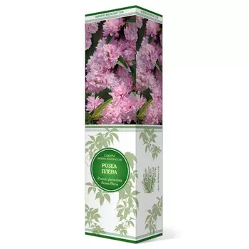 саженец Сакура (Вишня декоративная) Розеа Плена