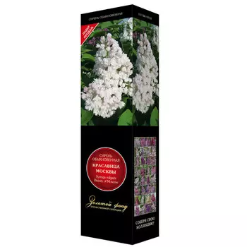 саженец Сирень обыкновенная (серия "Золотой фонд отечественной селекции") Красавица Москвы