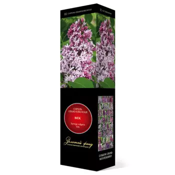 саженец Сирень обыкновенная (серия "Золотой фонд отечественной селекции") Век