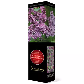 саженец Сирень обыкновенная (серия "Золотой фонд отечественной селекции") Валентина Гризодубова