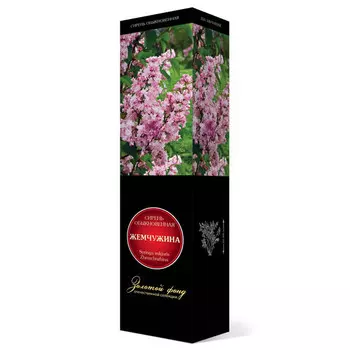 саженец Сирень обыкновенная (серия "Золотой фонд отечественной селекции") Жемчужина