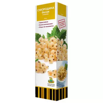 саженец Смородина белая Беляна