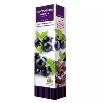 саженец Смородина черная Севчанка