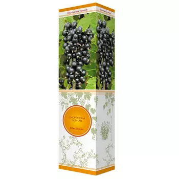 саженец смородина черная Ядреная