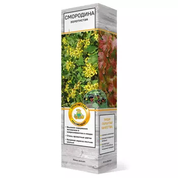 саженец Смородина золотистая Валентина