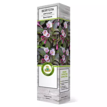 саженец Вейгела цветущая Виктория