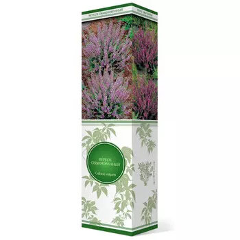 саженец Вереск обыкновенный Сильвер Найт