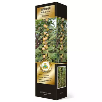 саженец Вишня войлочная Люкс Сневит