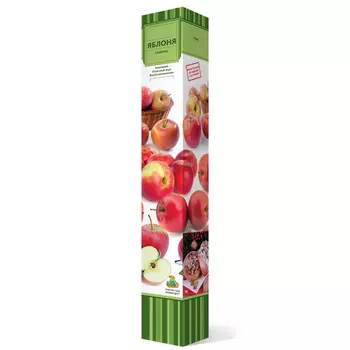 саженец Яблоня карликовая Соколовское ПОИСК d7см в коробке