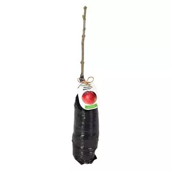 саженец Яблоня Мантет 1шт