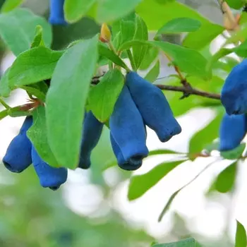 саженец Жимолость съедобная (Серия Северный Сад) Ленарола