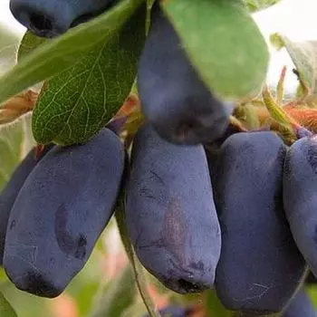 саженец Жимолость съедобная (Серия Северный Сад) Мальвина